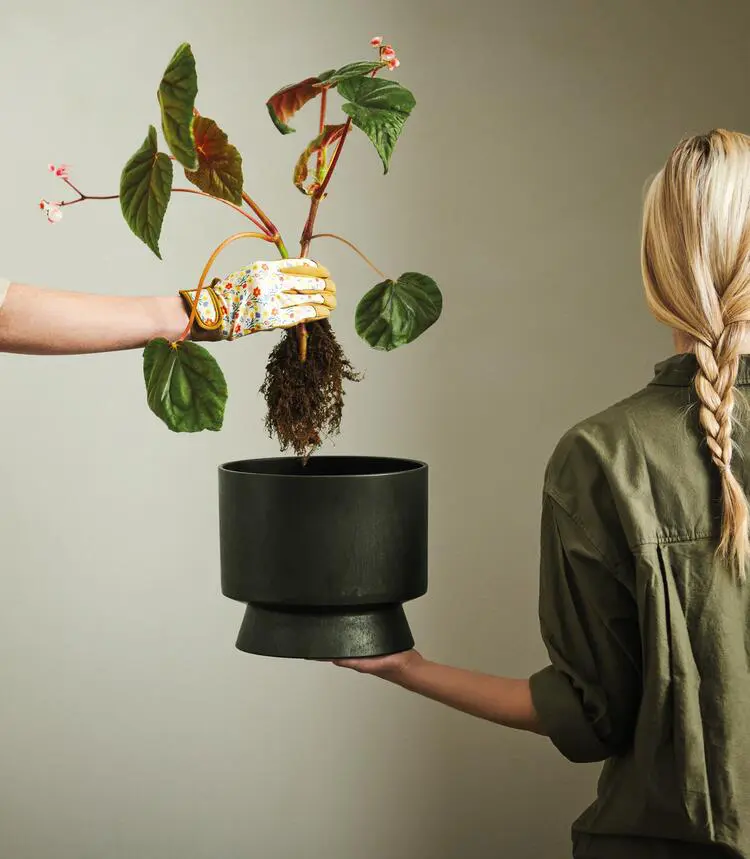 Planteservice 4 Billede 2
